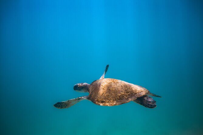 Private Dive Boat for Certified Divers - Cabo San Lucas - Snacks, drinks, and what to bring