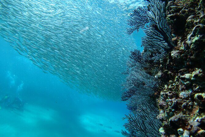 Private Dive Boat for Certified Divers - Cabo San Lucas - Price: what $545 per group really means