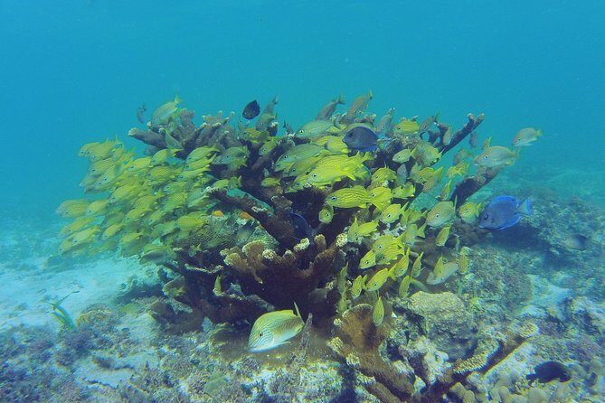 Private Escape: Isla Contoy & Isla Mujeres with Snorkeling - Isla Contoy National Park: The Conservation-First Island That Feels Remote
