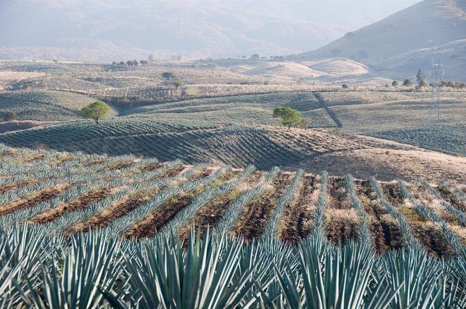 Private Full-Day Tour to Tequila Pueblo Magico - The Private Day Plan Starts at 10:00 am (and it stays flexible)