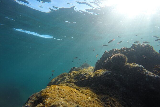 Private Guided Snorkeling in Cabo San Lucas - Your Underwater Photos Aren’t an Afterthought