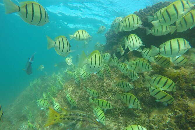 Private Guided Snorkeling in Cabo San Lucas - Price and Value: Why $575 Per Group Can Actually Add Up