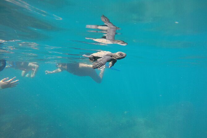 Private Guided Snorkeling in Cabo San Lucas - Tips for Getting the Most Out of a 3-Hour Afternoon
