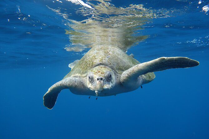Private Guided Snorkeling in Cabo San Lucas - Getting There: Plaza Nautica, 1:30 pm, and the El Arco Photo Moment