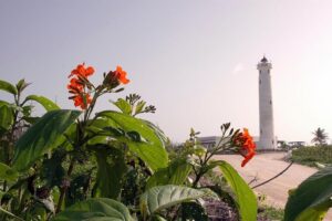 Private Island Tour at Your Leisure - How the private format changes your Cozumel day