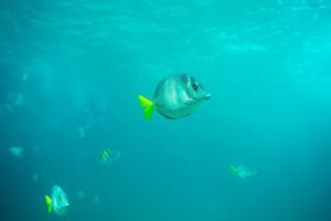 Private Los Cabos Arch & Playa del Amor tour by Glass bottom kayak - Meeting at Plaza Gali: the easiest way to start without stress