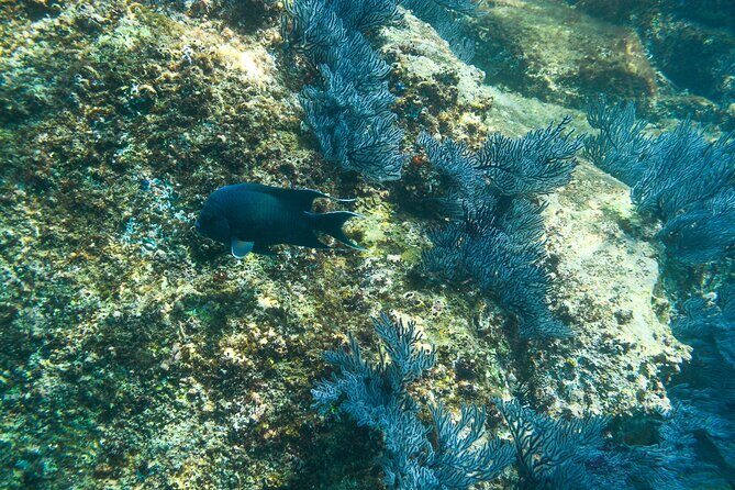 Private Los Cabos snorkeling tour to Chileno bay and Santa Maria cove - Why This Private Los Cabos Snorkeling Tour Makes Sense