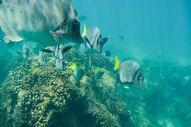 Private Los Cabos snorkeling tour to Chileno bay and Santa Maria cove - Timing Matters: Go Early for Less Wind and Fewer Waves