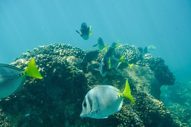 Private Los Cabos snorkeling tour to Chileno bay and Santa Maria cove - Santa María Beach: Pink-Sand Vibes and Reef Work Off the Shore