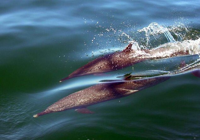 Private Luxury Yacht Chica 55' VIP All Inclusive + Jet Ski - Key Highlights Worth Booking for