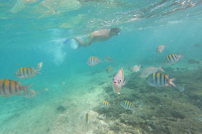 Private MUSA Snorkeling Experience at Isla Mujeres and Cancun - Stop at Museo Subacuatico de Arte: Statues, Fish, and a Calm Pace