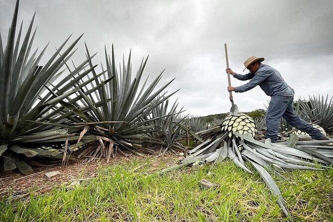 Private One Day Adventure Tour in Tequila and La Fortaleza Distillery - Stop 3: The Magical Town of Tequila—photos, portals, and main square time