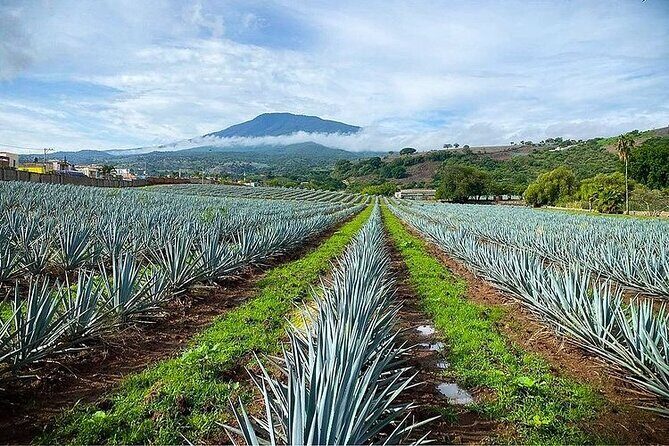 Private One Day Adventure Tour in Tequila and La Fortaleza Distillery - Price and value: is $191.16 per person fair?