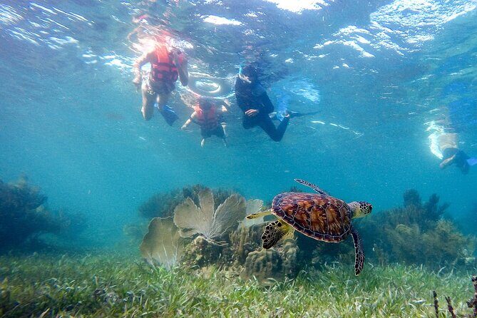 Private (only you) Reef Snorkeling in Puerto Morelos 2x40 minutes - Getting to Puerto Morelos: the quick route that matters