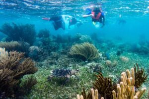 Private (only you) Reef Snorkeling in Puerto Morelos 2x40 minutes - The core plan: two reef swims, 40 minutes each