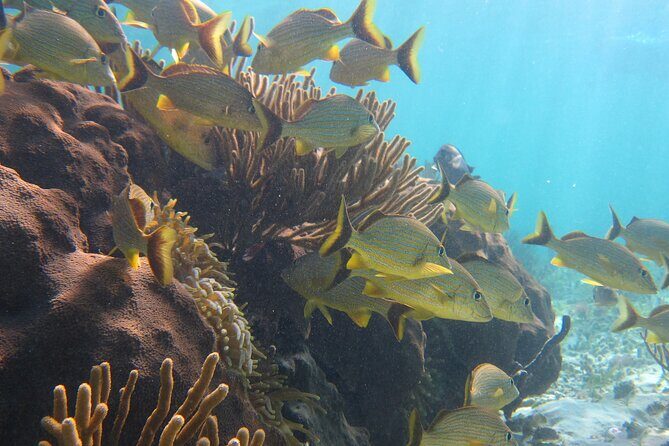 Private (only you) Reef Snorkeling in Puerto Morelos 2x40 minutes - What you’ll likely see in the Puerto Morelos reef