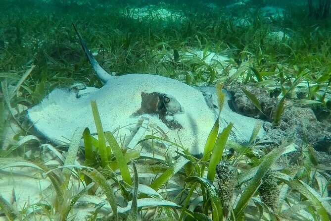 Private (only you) Reef Snorkeling in Puerto Morelos 2x40 minutes - Safety and comfort: how the crew keeps it smooth