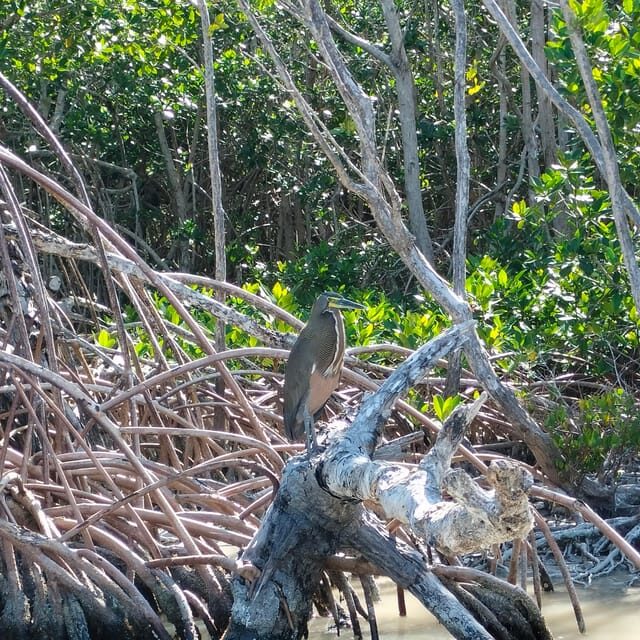 Private Ría Lagartos Boat Tour: Flamingos & Crocodiles - Price and value: why $75 can feel fair here