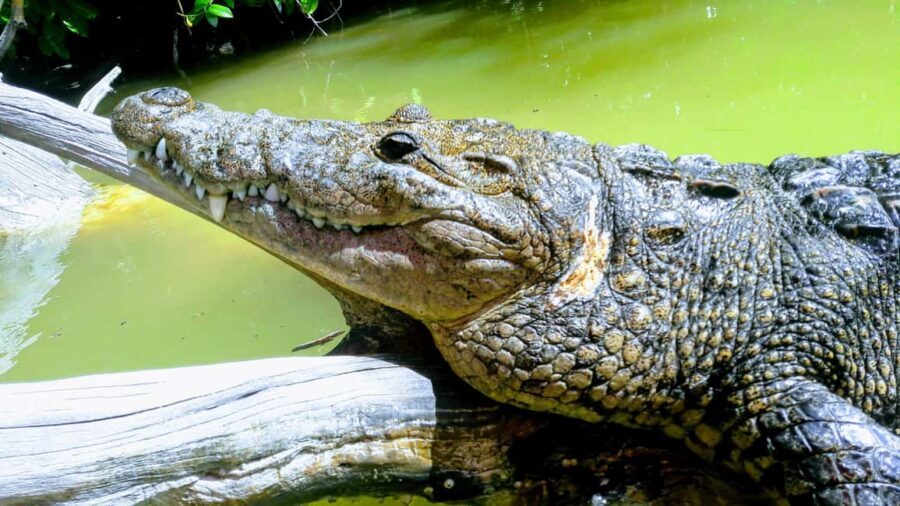Private Ría Lagartos Boat Tour: Flamingos & Crocodiles - Your guides and how they change the whole trip
