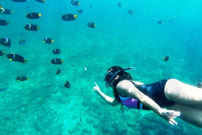 Private Snorkeling Adventure: Los Arcos & Colomitos Beach - Puerto Vallarta Snorkeling That Feels Built for Real Sea Life