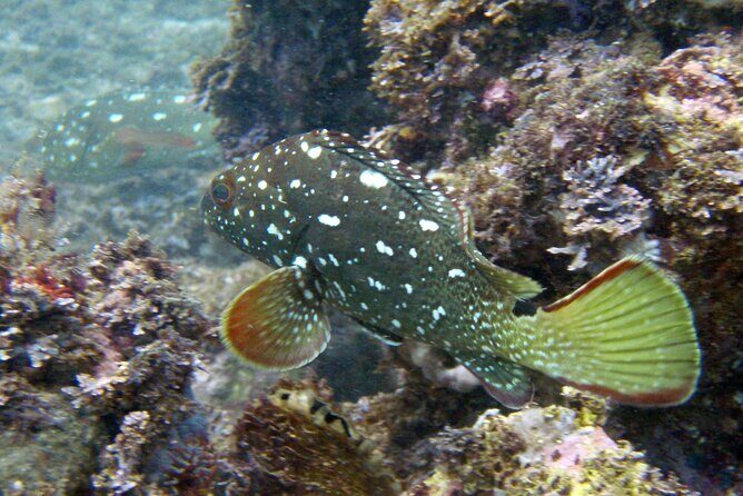 Private Snorkeling Adventure: Los Arcos & Colomitos Beach - Private Tour Value: Why the No-Crowd Format Matters