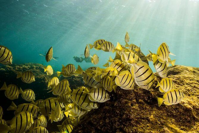 Private Snorkeling Tour in Cabo San Lucas - Private Boat Snorkeling in Cabo: Why This Format Works