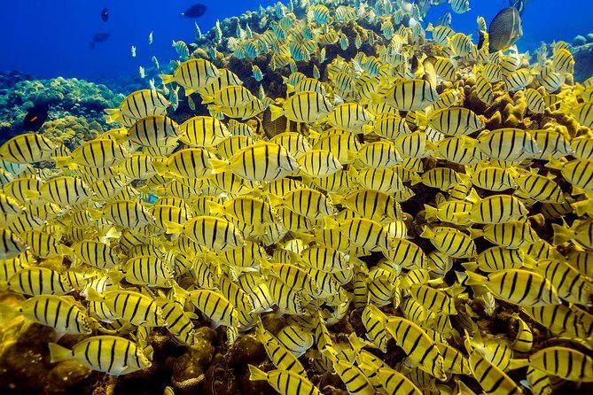Private Snorkeling Tour in Cabo San Lucas - Chileno Bay vs Pelican Rock: Picking the Better “Feel” for Your Group