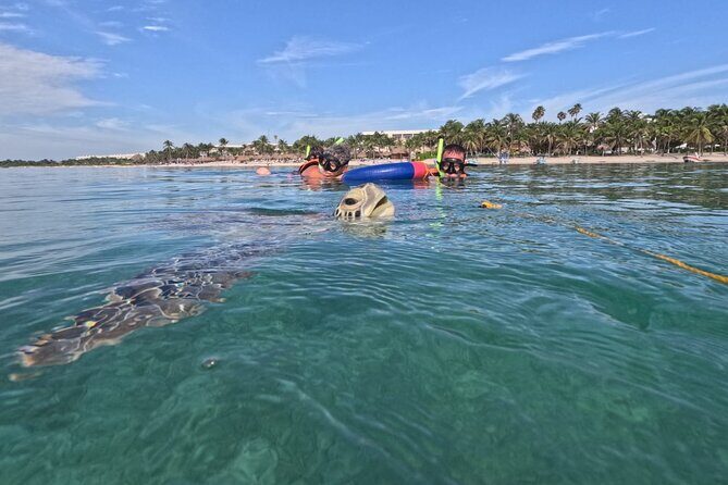 Private Snorkeling with Sea Turtles in Akumal Beach - A Private Turtle Swim in Akumal Bay: What You’re Actually Buying