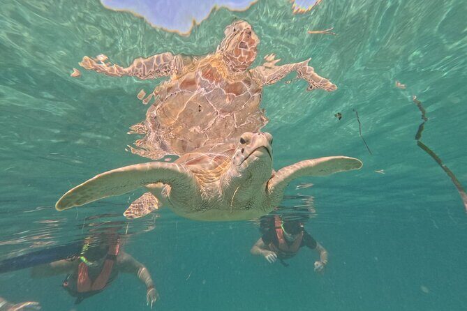 Private Snorkeling with Sea Turtles in Akumal Beach - Meeting at Marine Life Akumal MX and Getting Set Up Fast
