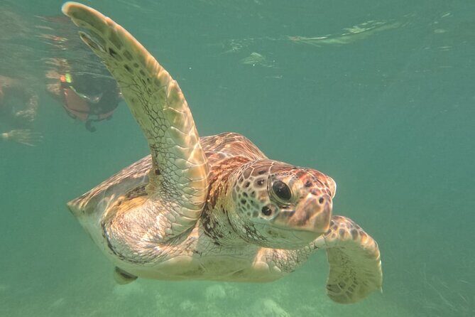 Private Snorkeling with Sea Turtles in Akumal Beach - Turtles Guaranteed: Green Turtles Plus the Rest of the Reef