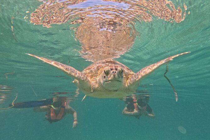 Private Snorkeling with Sea Turtles in Akumal Beach - What to Pack (and What the Guide Might Ask For)
