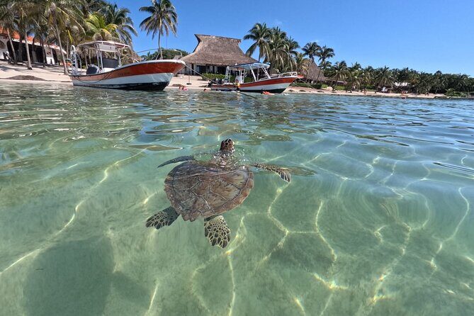 Private Snorkeling with Sea Turtles in Akumal Beach - Who This Tour Suits Best (and Who Should Reconsider)