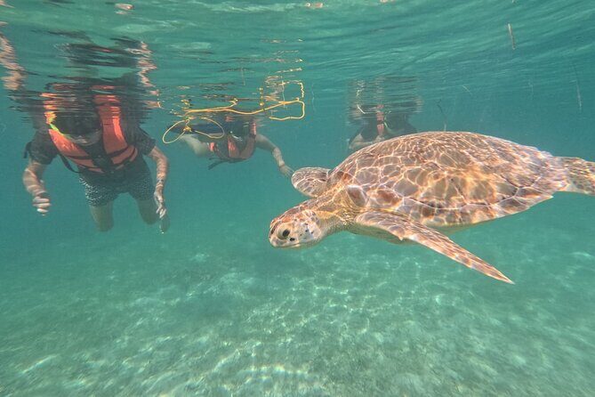 Private Snorkeling with Sea Turtles in Akumal Beach - Price and Value: How $65.57 Makes Sense Here