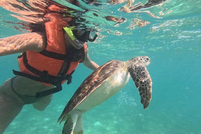 Private Snorkeling with Sea Turtles in Akumal Beach - Entering the Official CONANP Circuit (and Why Timing Matters)