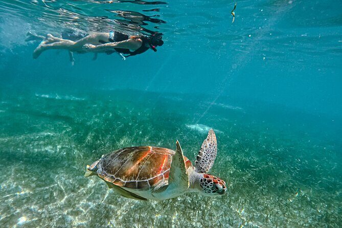 "Private snorkeling with turtles in Akumal + Photos included" - Why Akumal Sea Turtles Are Worth an Hour of Your Time