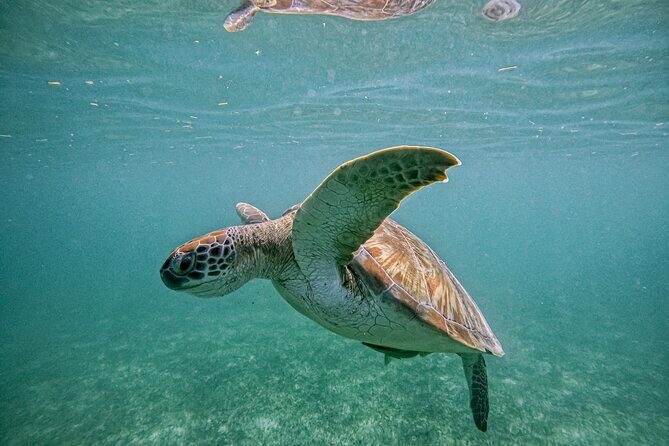 "Private snorkeling with turtles in Akumal + Photos included" - Equipment, Lockers, Showers, and the Akumal Park Entrance