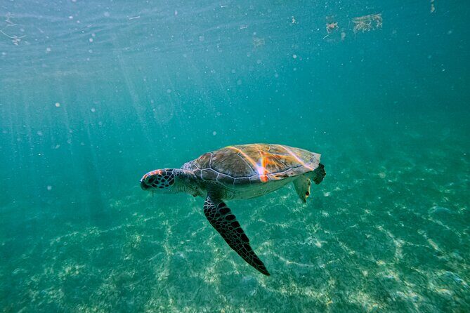 "Private snorkeling with turtles in Akumal + Photos included" - Respect for Nature (and Why That Changes Your Experience)