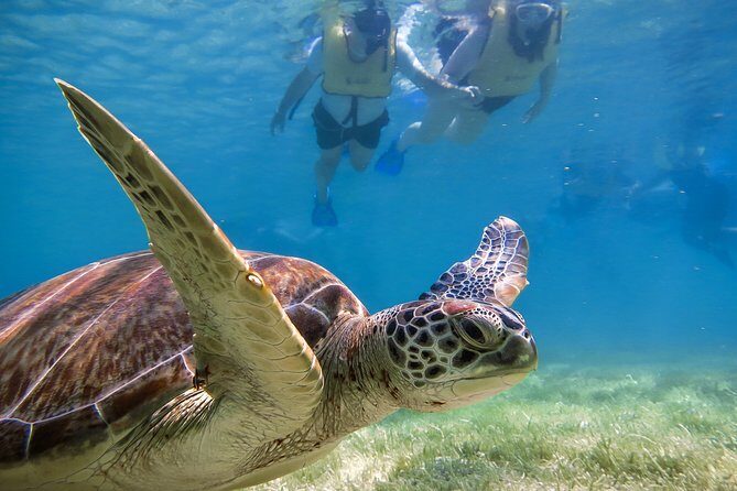 Private swiming with Turtles in Akumal - Why morning timing in Akumal matters for turtles
