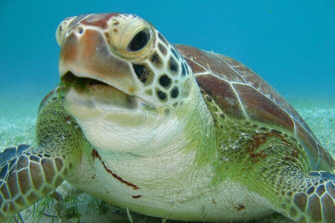 Private swiming with Turtles in Akumal - The snorkel portion: what that hour in the water feels like