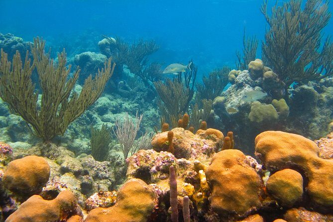 Private swiming with Turtles in Akumal - Reef-safe sunscreen rules you should actually follow
