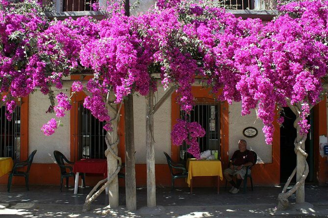 Private Tailor-Made Tour Todos Santos - Value Check: Why $75 Per Person Can Make Sense