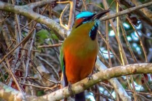 Private Tour: Birdwatching from Cancun - The Puerto Morelos stop: where you listen, wait, then spot