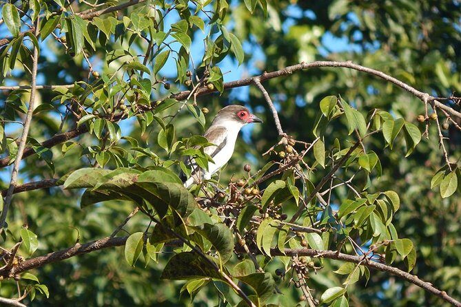 Private Tour: Birdwatching from Cancun - Guides who can read birds by sight and sound