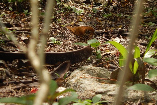 Private Tour: Birdwatching from Cancun - Snacks, coffee, and breaks that keep the morning bearable