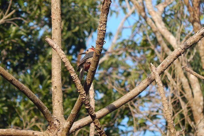 Private Tour: Birdwatching from Cancun - Price and value: $525 per group, not per person