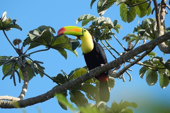 Private Tour: Birdwatching from Cancun - What to pack for Cancun birdwatching in all-weather jungle mornings