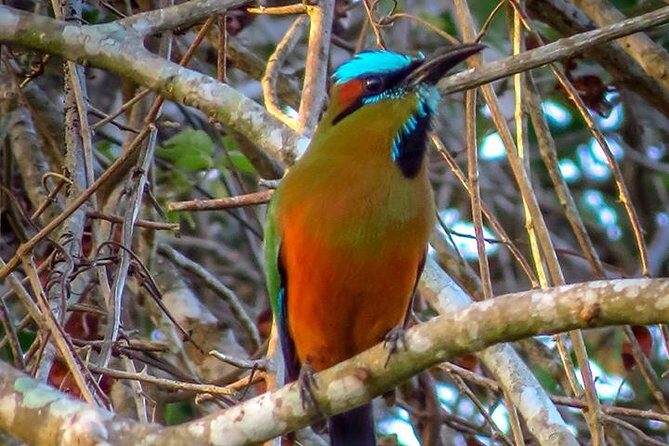 Private Tour: Birdwatching from Cancun - The Puerto Morelos stop: where you listen, wait, then spot