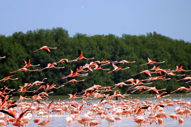 Private Tour Celestun Flamingo Watching and Beach - The 7-Hour Flow From Mérida (and Why the Timing Works)