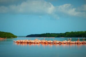 Private Tour Celestun Flamingo Watching and Beach - Flamingo Odds: When You’ll See Them (and How to Handle No-Wing Action)