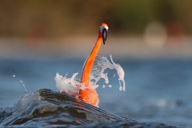 Private Tour Celestun Flamingo Watching and Beach - Private Tour Value: What $433 Buys You (and What You Should Expect)